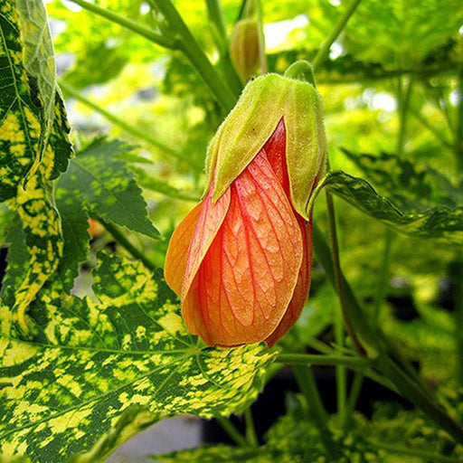 abutilon pictum gold dust - plant