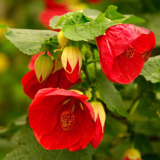 abutilon x hybridum - plant