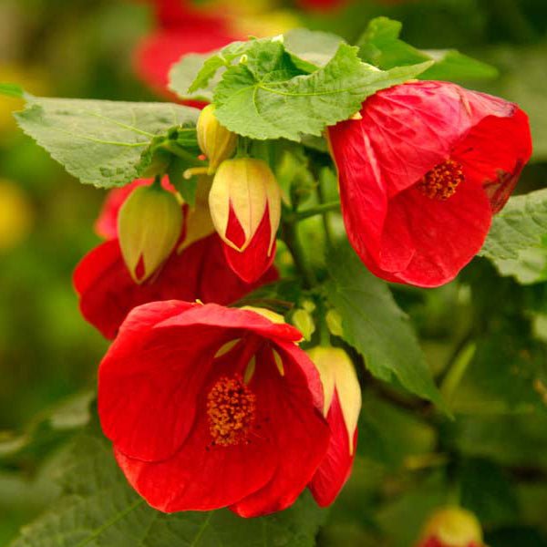 abutilon x hybridum - plant