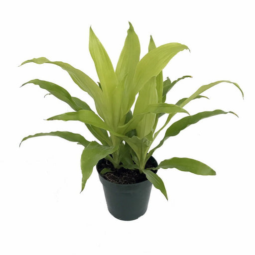 dracaena limelight dragon tree - plant