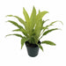 dracaena limelight dragon tree - plant