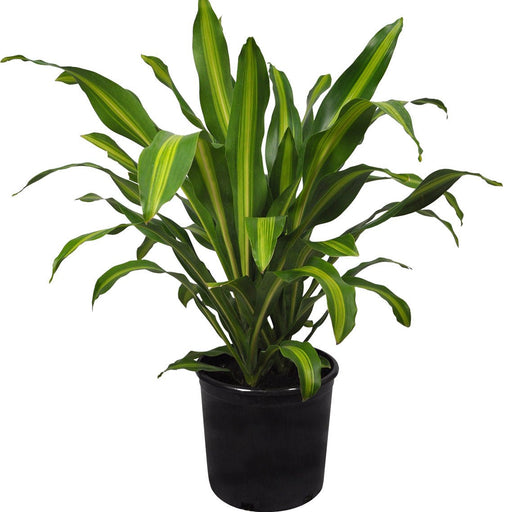 dracaena massangeana - plant