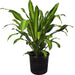 dracaena massangeana - plant