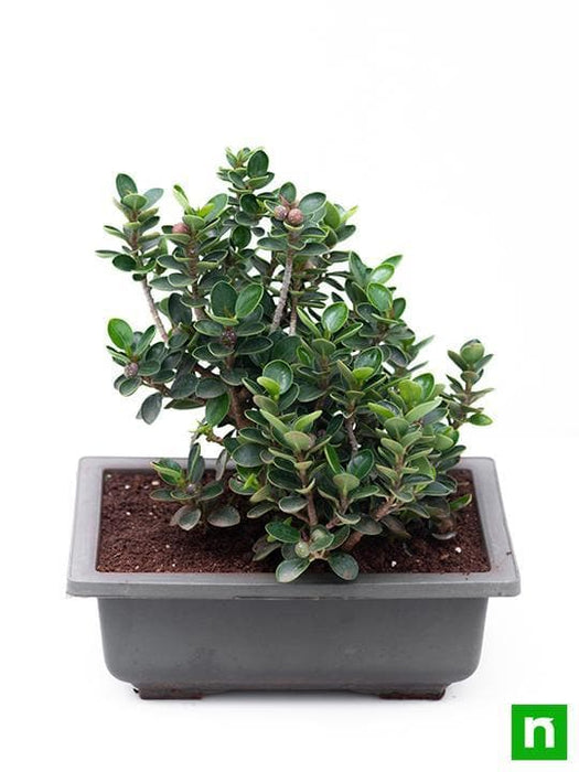 ficus iceland bonsai - plant