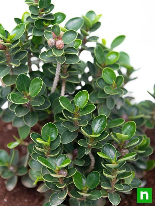 ficus iceland bonsai - plant