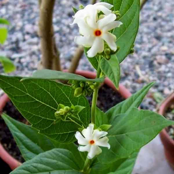 parijat tree - plant