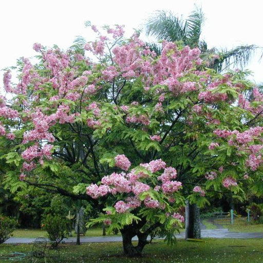 lagerstroemia speciosa - 0.5 kg seeds