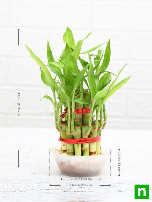 2 layer lucky bamboo plant in a bowl with pebbles - plant