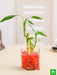 2 lucky bamboo stalks (a symbol of love) - plant