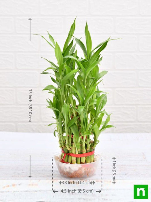 3 layer lucky bamboo plant in a bowl with pebbles - plant