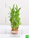 3 layer lucky bamboo plant in a bowl with pebbles - plant