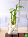 3 lucky bamboo stalks (a symbol of happiness) - plant