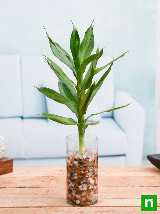 30 cm lotus lucky bamboo plant in a glass vase with pebbles - plant