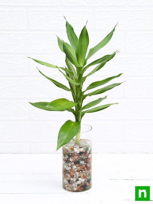 30 cm lotus lucky bamboo plant in a glass vase with pebbles - plant