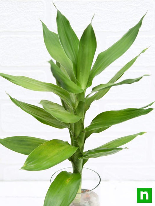 30 cm lotus lucky bamboo plant in a glass vase with pebbles - plant