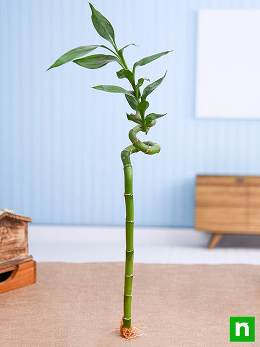 30 cm spiral stick lucky bamboo plant - plant