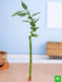 30 cm spiral stick lucky bamboo plant - plant