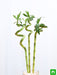 30 cm spiral stick lucky bamboo plant - plant