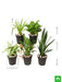 5 best indoor plants pack 