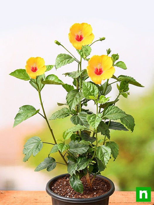 hibiscus - plant