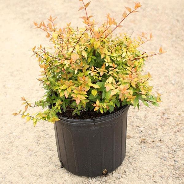 abelia - plant