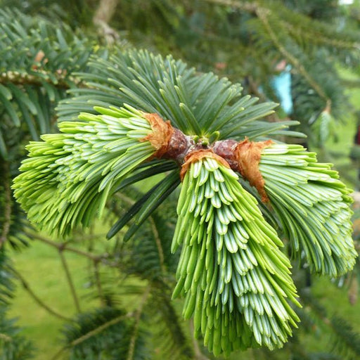 abies webbiana - plant