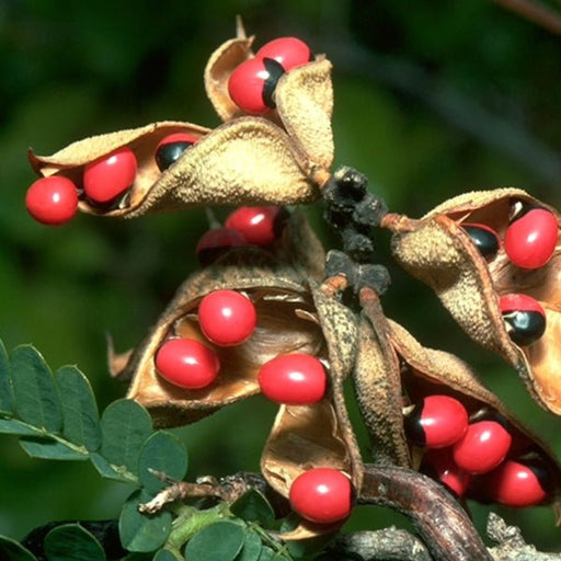 abrus precatorius - plant