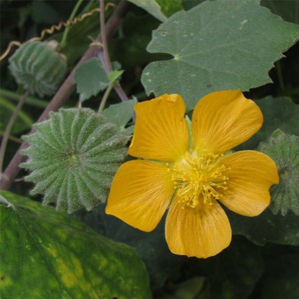 abutilon indicum - plant