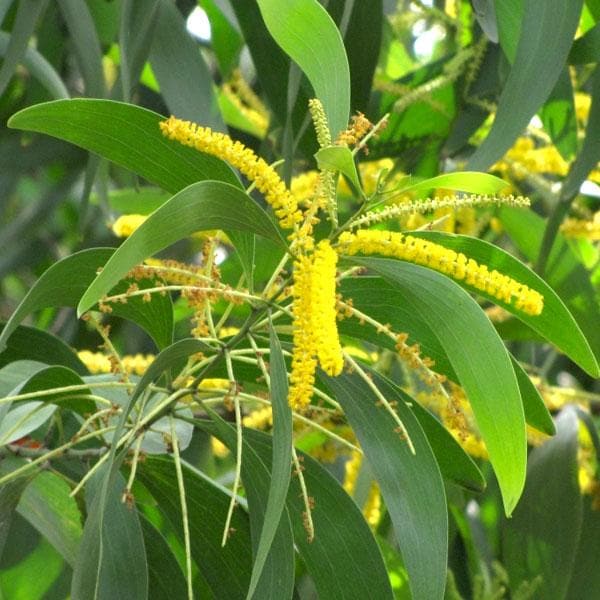 acacia auriculiformis - plant