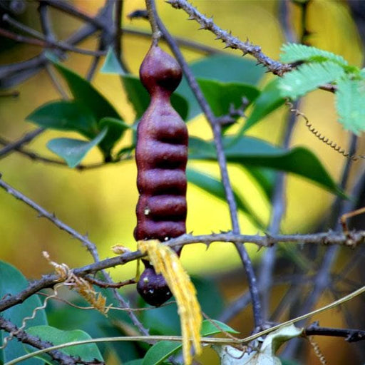 acacia concinna - plant