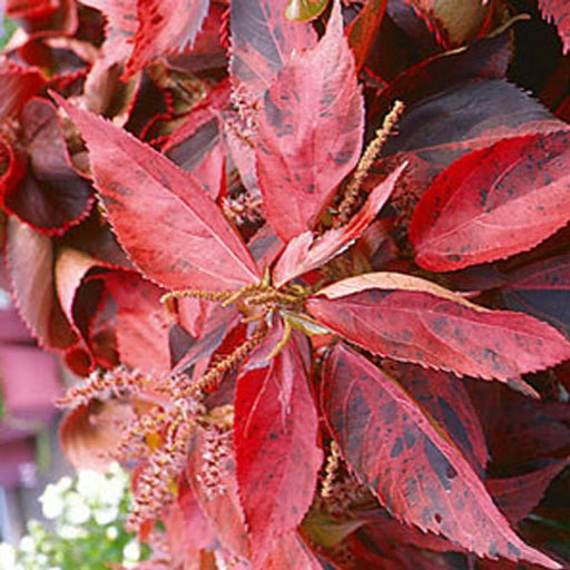 acalypha wilkesiana ceylon - plant