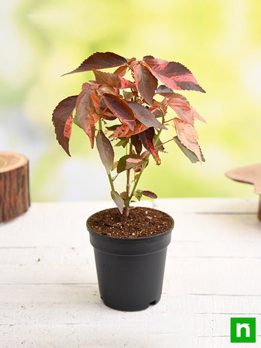 acalypha wilkesiana - plant