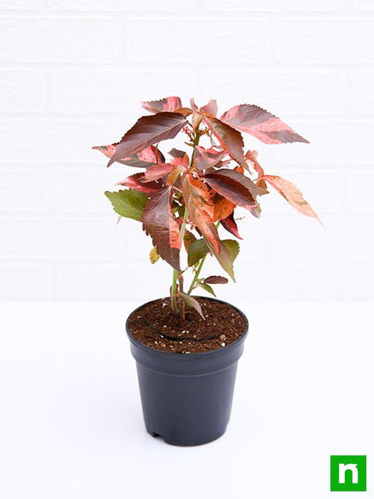 acalypha wilkesiana - plant