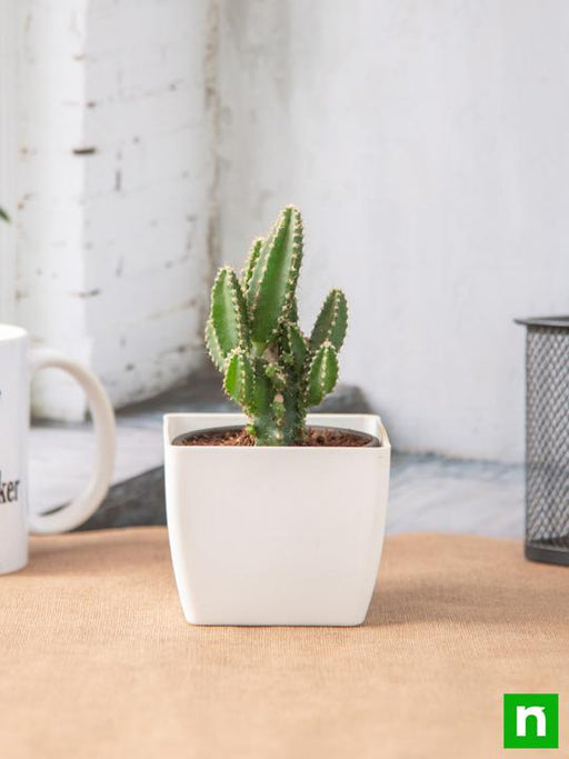 acanthocereus tetragonus - plant