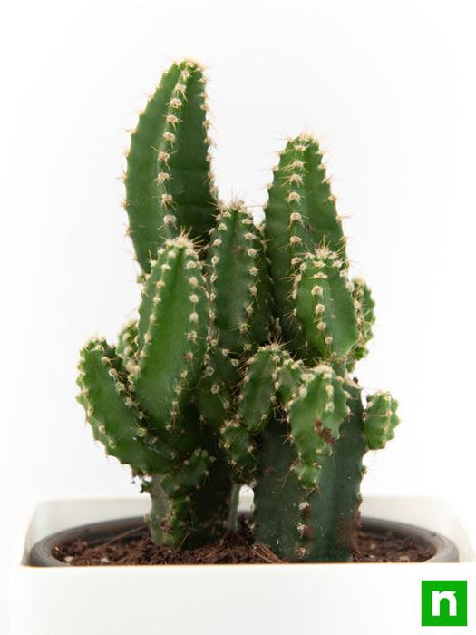 acanthocereus tetragonus - plant