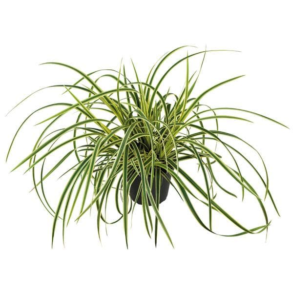 japanese sedge - plant