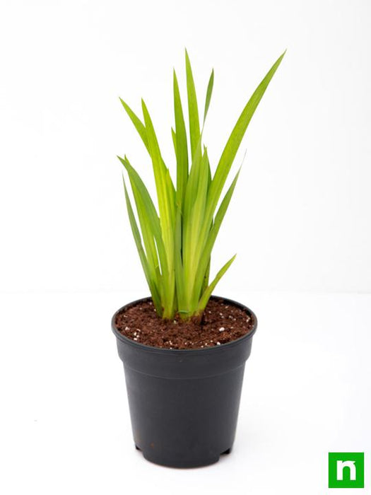 acorus calamus - plant