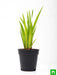 acorus calamus - plant