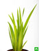 acorus calamus - plant