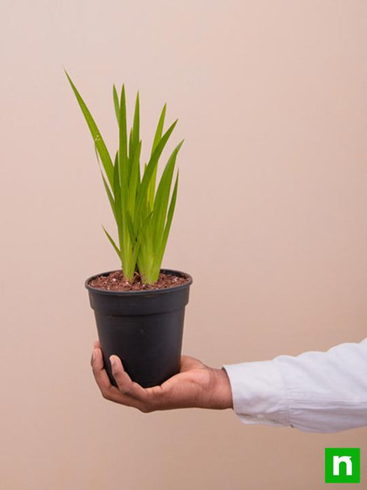 acorus calamus - plant