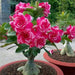 adenium plant - plant