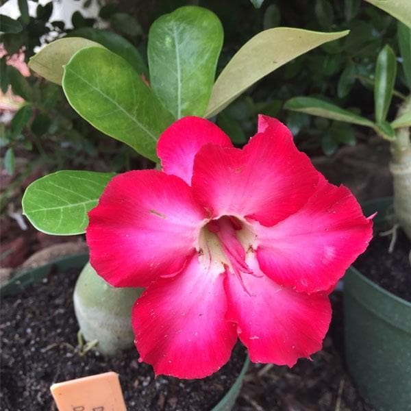 adenium plant - plant