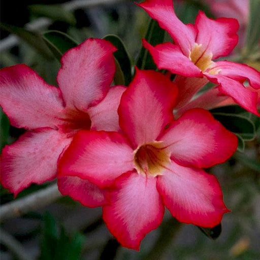 adenium plant - plant