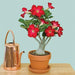 adenium plant - plant