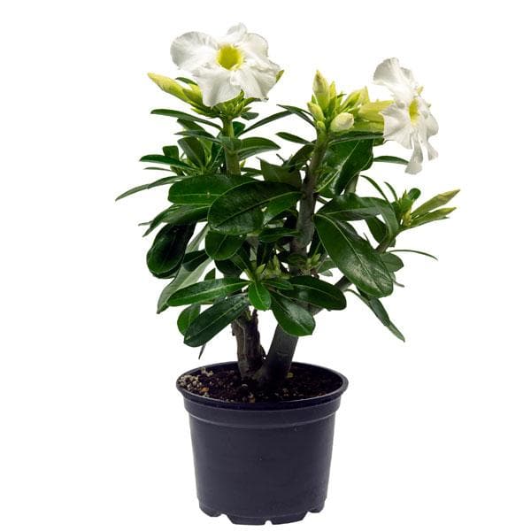 adenium plant - plant