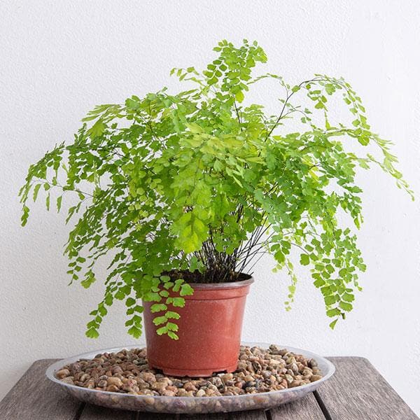 adiantum raddianum - plant