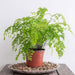 adiantum raddianum - plant