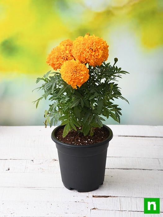 african marigold (orange) - plant