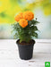 african marigold (orange) - plant