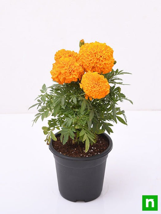 african marigold (orange) - plant